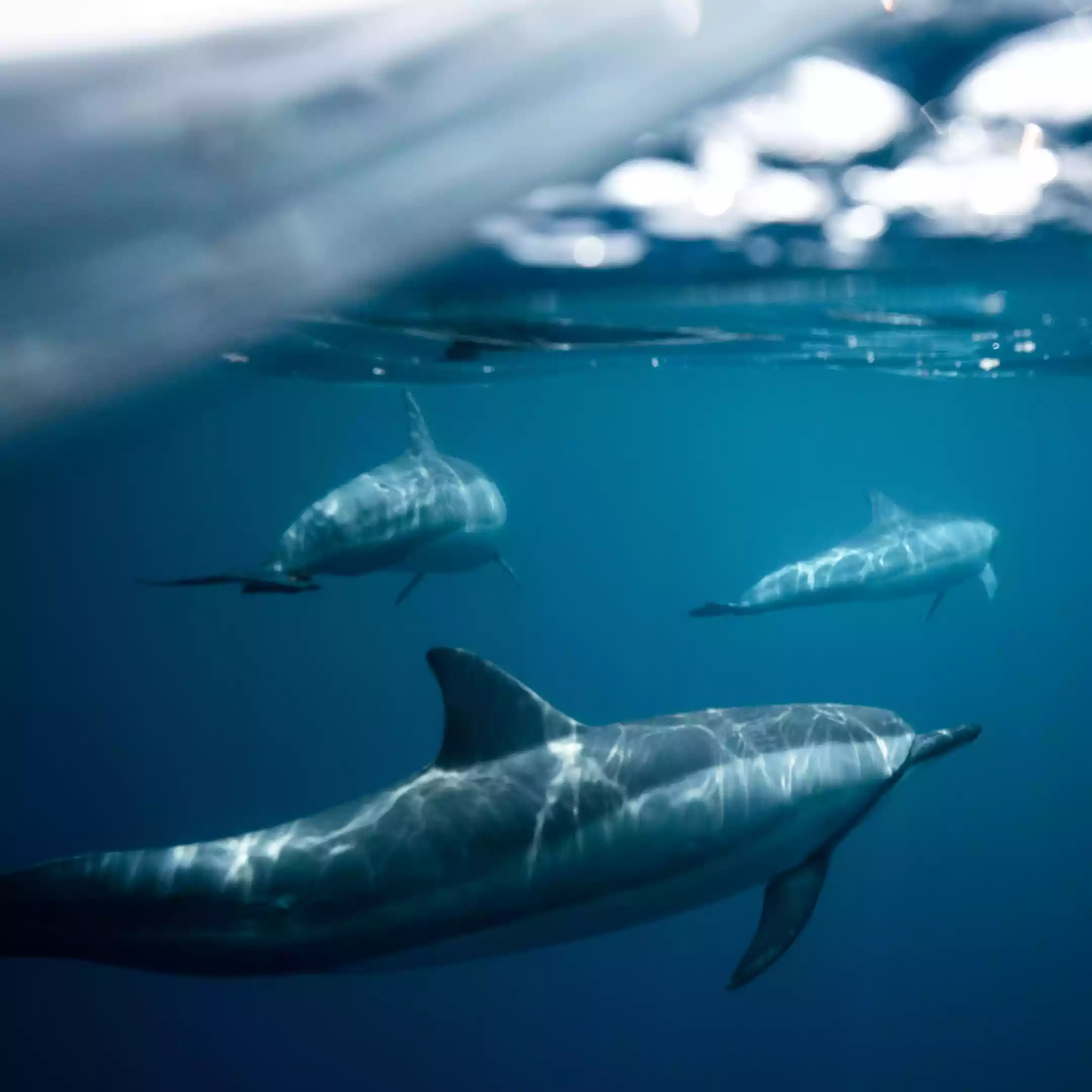avistamiento de delfines