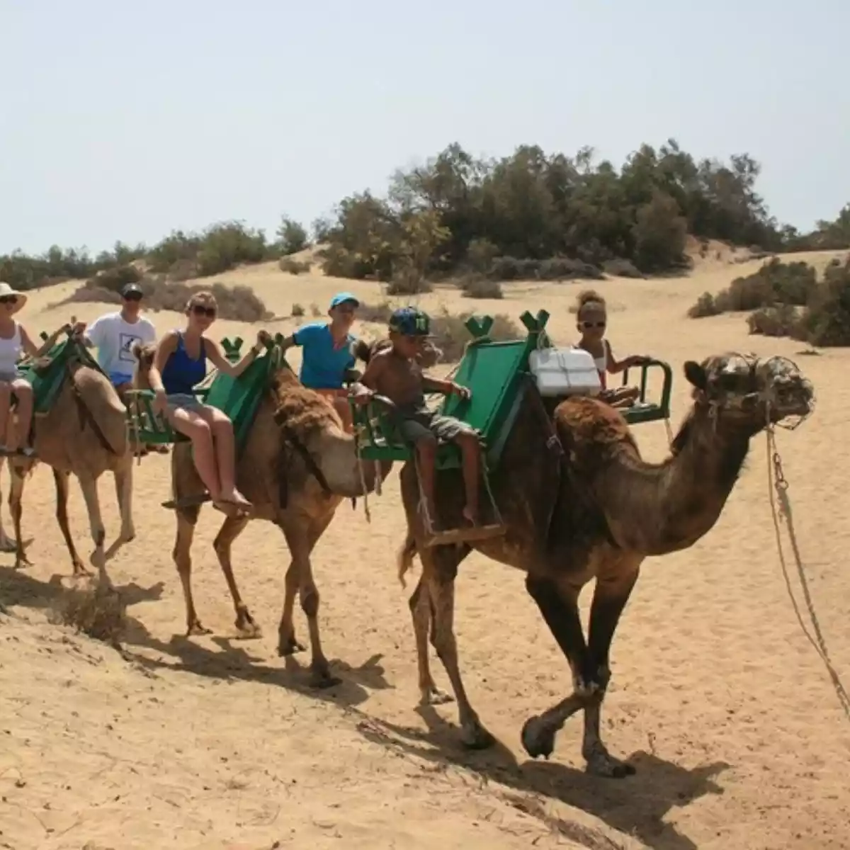 paseo camello dunas 