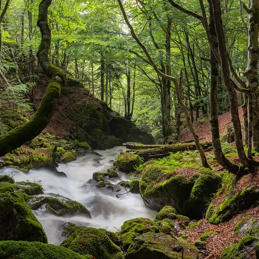 bosque magico 