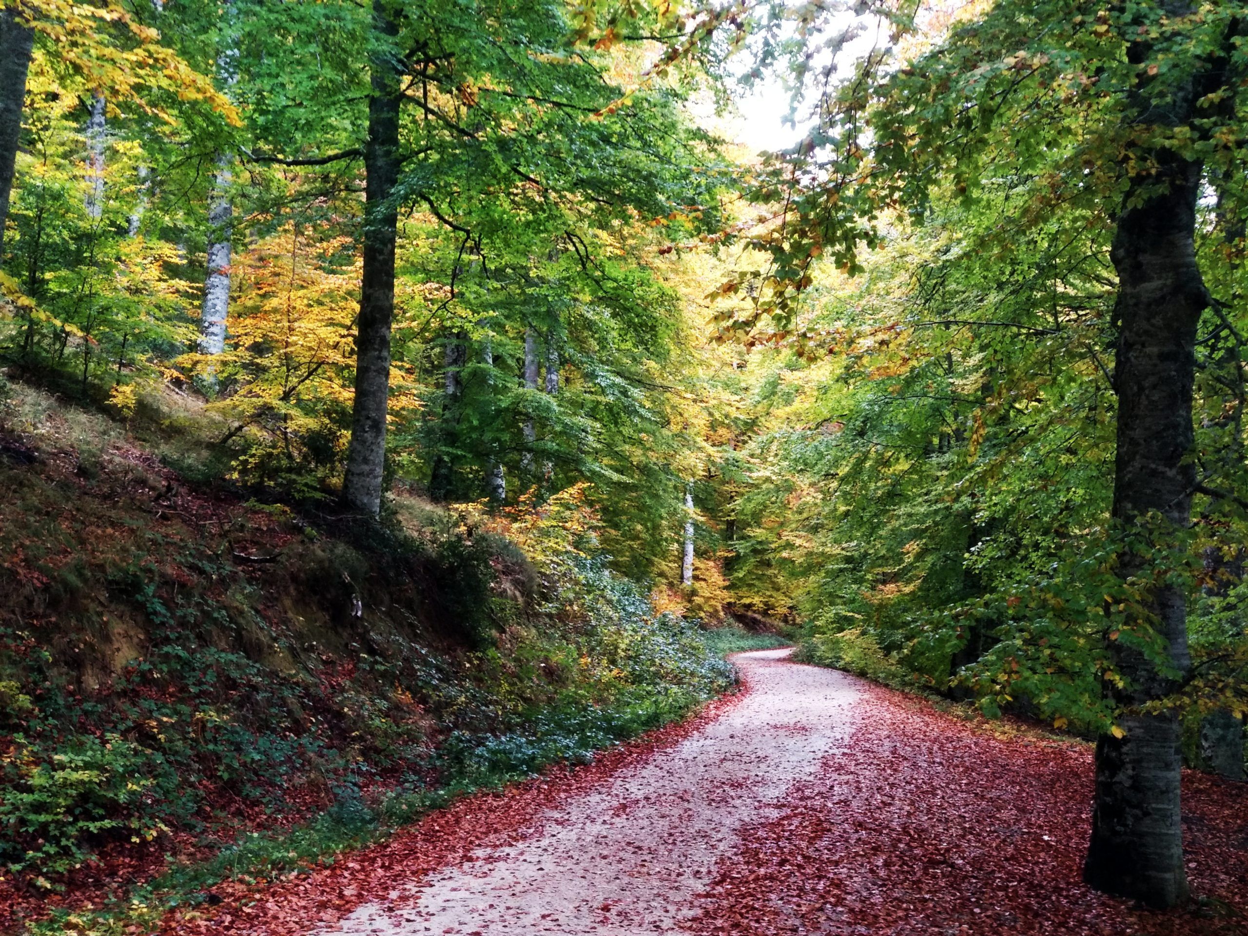 Excursión al Bosque de Irati, Ochagavía y las Foces 