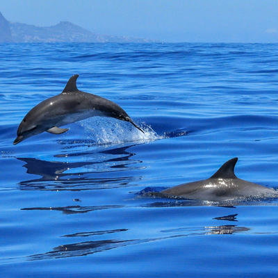 Avistamiento de delfines en Tenerife