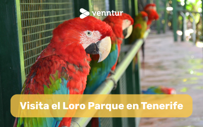 Guía completa para visitar Loro Parque: entradas, horarios y consejos